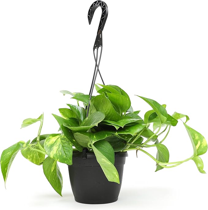 Golden Pothos Plant Live in Hanging Planter Pot Live by Plants for Pets, 1 Count