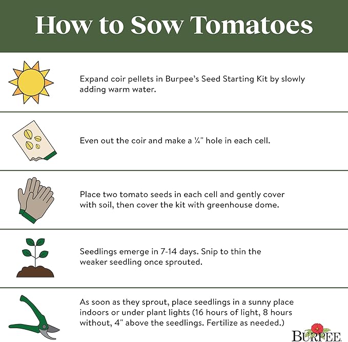 Burpee 'Fresh Salsa', Tomato Seeds, 30 Non-GMO Seeds