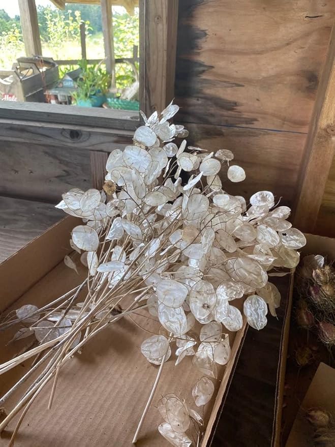 Money Plant Seeds - 150+ Count Packet - for 2024 Non GMO USA Lunaria Annual Honesty Silver Dollar Plant Wildflower Garden Flower