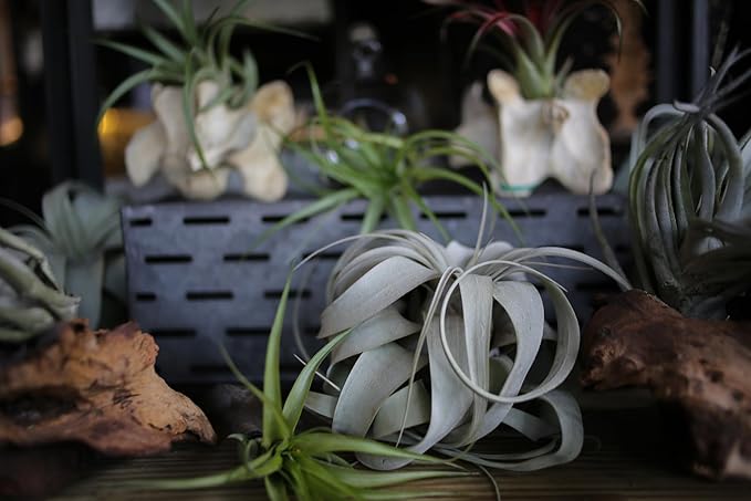 Tillandsia Xerographica Air Plant, Tillandsia Air Plants Live Large Indoor Plants Live Houseplants, Exotic Plants for Succulent Terrarium, Fairy Garden Decor, Succulents Live Plants by Plants for Pets