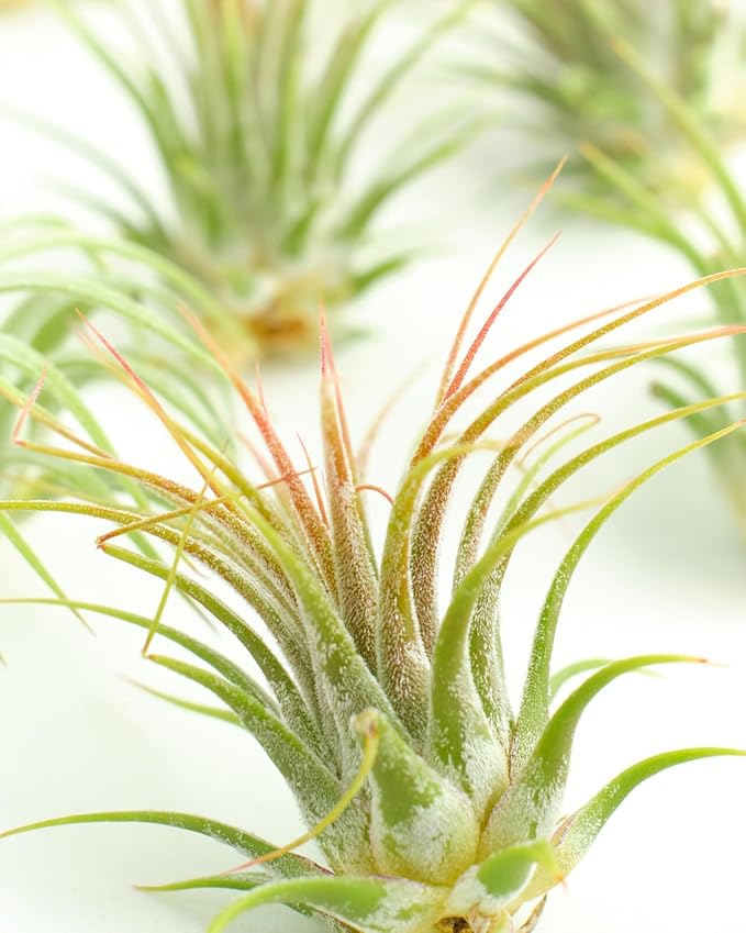 Shop Succulents Ionantha Tillandsia Air Plants, Assorted Mini Live Indoor Plants for Home Decor & Gifts, Low Maintenance, Natural Air Purifier, Hanging Plants, Favors, Terrarium Plants, Pack of 20