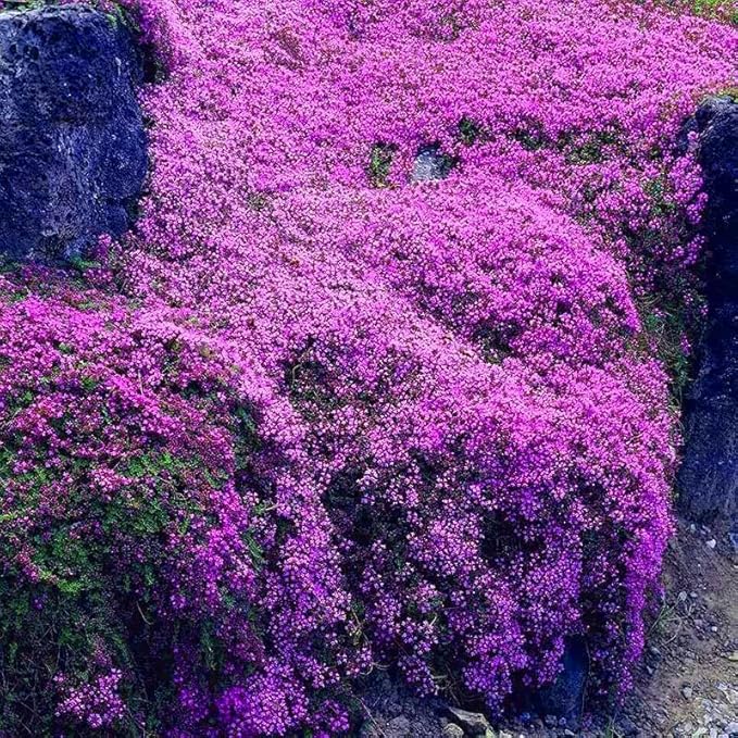 20000 Creeping Thyme Seeds for Planting Perennial Ground Cover Plants Heirloom Flowers Non-GMO Thymus Serpyllum Seed High Germination Rate