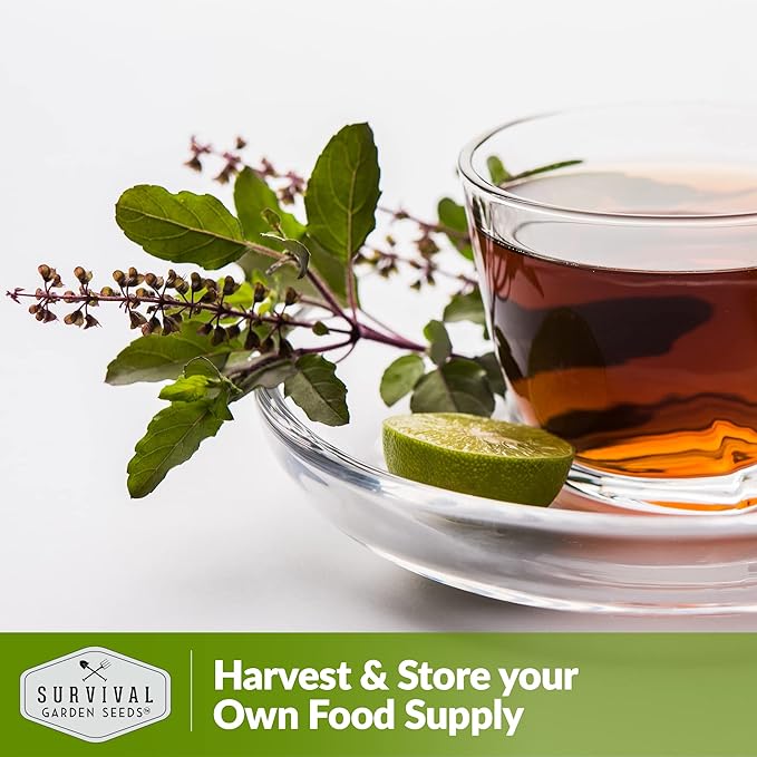 Survival Garden Seeds - Holy Basil Seed for Planting - 2 Packs with Instructions to Plant and Grow The Indian Sacred Herb Tulsi in Your Home Vegetable Garden - Non-GMO Heirloom Variety - Basil Plant