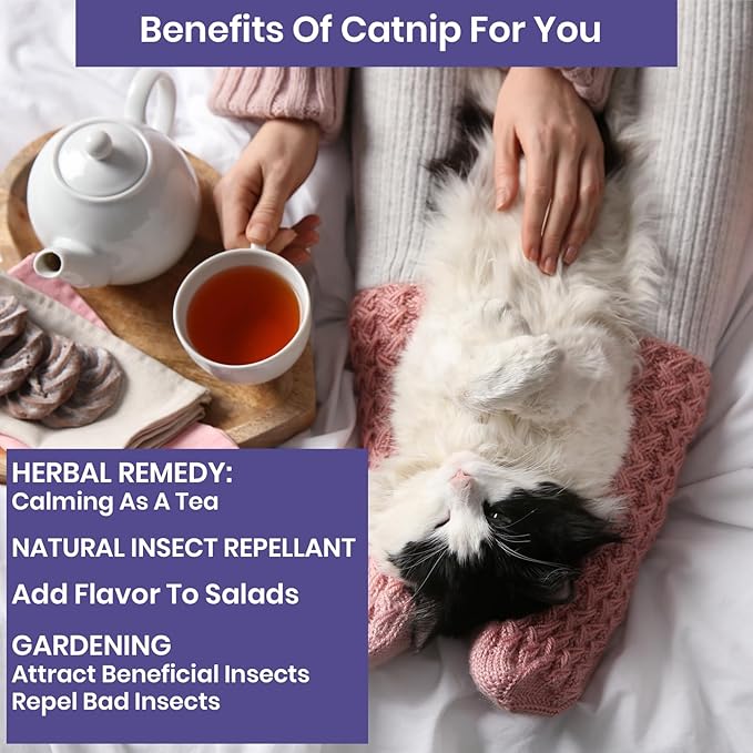 NatureZ Edge Catnip Seeds for Planting, 1700+ Herb Seeds, Indoor or Outdoor Growing, Your Cat Will Love Them, Non-GMO