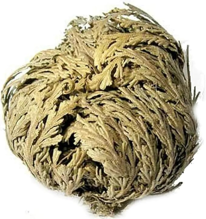 Rose of Jericho - Resurrection Plant/Flower - Selaginella Lepidophylla - Pack of 1 (One) Dried Rose