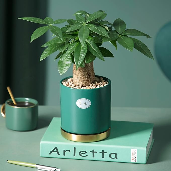 3lb Coarse Sand Stone-Succulents and Cactus Bonsai DIY Projects Rocks,Decorative Gravel for Plants and Vases Fillers,Terrarium,Fairy Gardening,Natural Stone Top Dressing for Potted Plants (2mm-4mm)