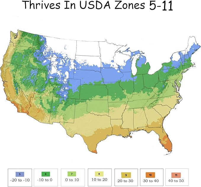 1 Gallon,The Coral Knock Out® Rose Plant with Brick Orange Fading to Coral Blooms