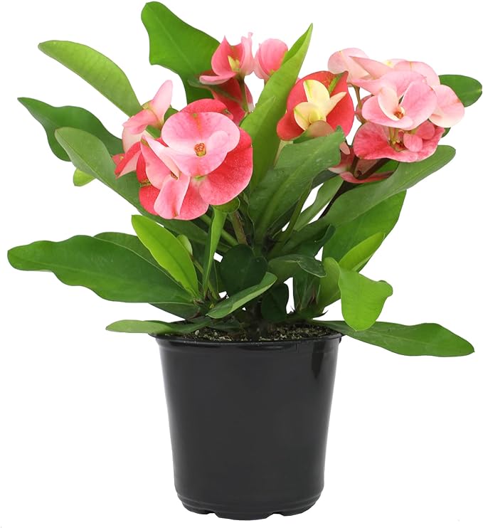 Euphorbia Crown of Thorns Plant Decor, Perennial Plants Ready to Plant, Cactus Plants Live Houseplants, Outdoor Plants Live House Plants Live Plants Indoor Plants Live Houseplants by Plants for Pets