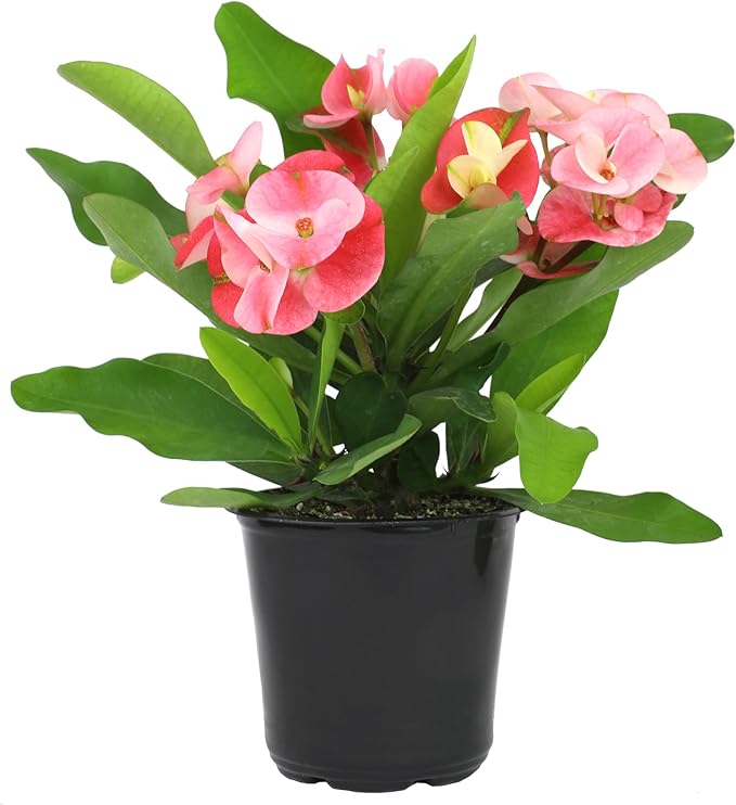 Euphorbia Crown of Thorns Plant Decor, Perennial Plants Ready to Plant, Cactus Plants Live Houseplants, Outdoor Plants Live House Plants Live Plants Indoor Plants Live Houseplants by Plants for Pets
