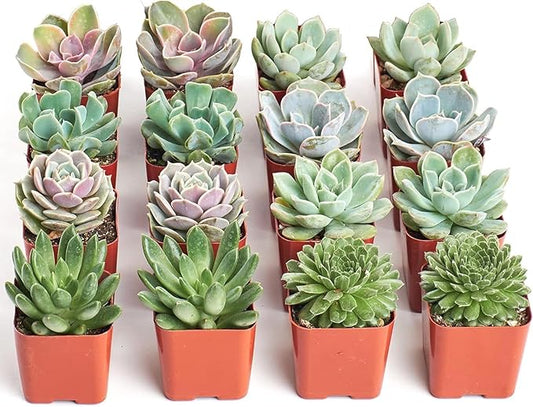 Shop Succulents Rosette Succulent Plant Pack Bulk Collection - Live Mini Succulent Plants, Low Maintenance, Floral Shaped Mix of Colors & Textures - Wedding and Party Favors, Gift & Garden, Pack of 16