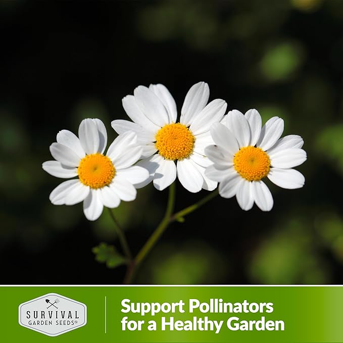 Feverfew Seeds for Planting - 2 Packets with Instructions to Plant and Grow Your Own Bachelor's Buttons in Your Home Vegetable or Herb Garden - Non-GMO Heirloom Variety - Survival Garden Seeds