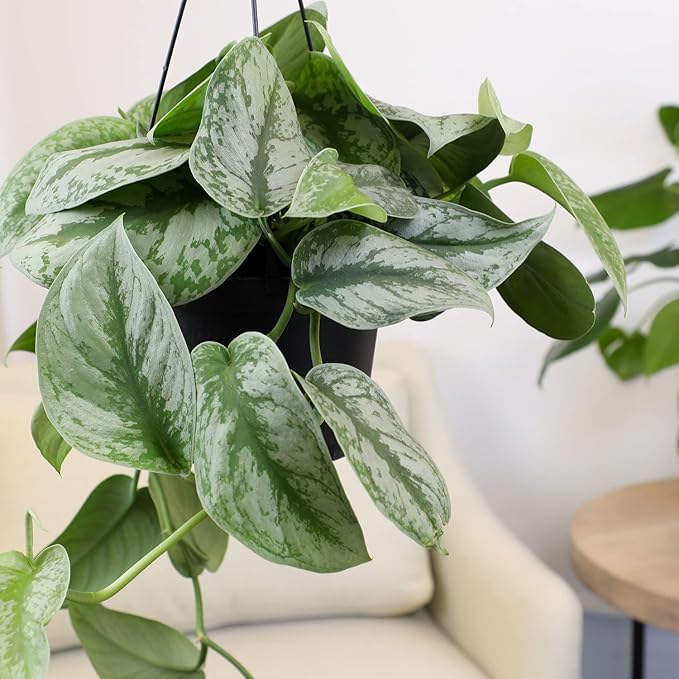 Silver Satin Pothos Plant Live Plant Hanging Basket, Silver Pothos Hanging Plant Live House Plants Indoors, Real Plants Indoor Live Plants Indoor Plants Live Houseplants Live Indoor by Plants for Pets