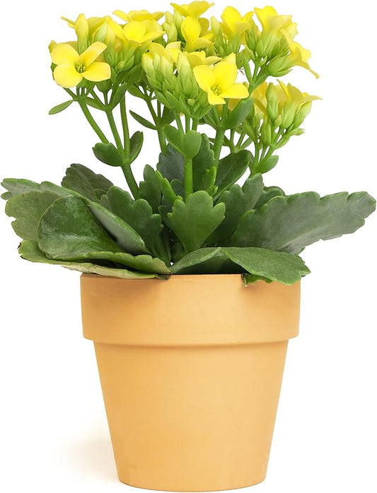 Kalanchoe Plant Succulents Plants Live Houseplants, Live Succulents Live House Plants in Clay Pots, Succulent Plants Live Plants Indoor Plants, Live Succulent Plant Lover Gifts by Plants for Pets