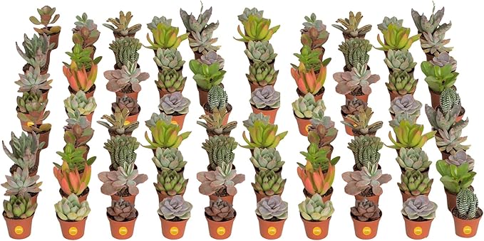 Costa Farms Succulents (100 Pack), Live Mini Succulent Plants, Grower's Choice Live Houseplants, Potted in Nursery Plant Pots, Potting Soil, Gift for Bulk Baby Shower, Bridal Shower, DIY Room Decor