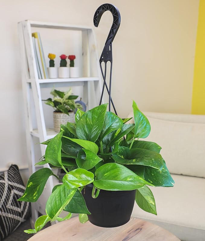 Golden Pothos Plant Live in Hanging Planter Pot Live by Plants for Pets, 1 Count