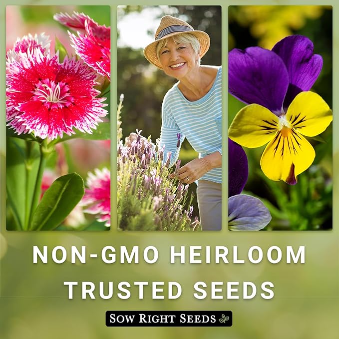 Sow Right Seeds - Purple Coneflower/Echinacea Flower Seeds for Planting - Non-GMO Heirloom - Plant for an Herbal Tea Garden - Attract Pollinators - Great Cut and Come Back Flower (4)