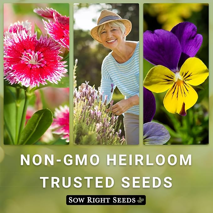 Sow Right Seeds - Sweet William Mix Flower Seeds for Planting - Beautiful and Edible Biennal Variety - Non-GMO Heirloom Packet to Plant Home Flower Garden - Fragrant Blooms to Attract Pollinators