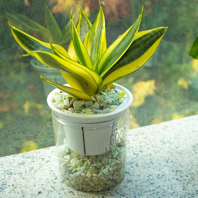 7lb Jade Bean Sand Stone-Succulents and Cactus Bonsai DIY Projects Rocks,Decorative Gravel for Plants and Vases Fillers,Terrarium,Fairy Gardening,Natural Stone Top Dressing for Potted Plants (5mm-8mm)