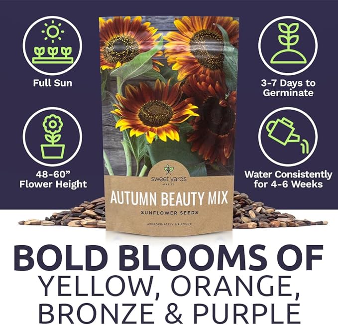 Autumn Beauty Sunflower Seeds – Bulk 1/4 Pound Bag – Over 5,000 Open Pollinated Non-GMO Wildflower Seeds – Helianthus annus – Beautiful Shades of Gold, Bronze, Yellow, and Purple
