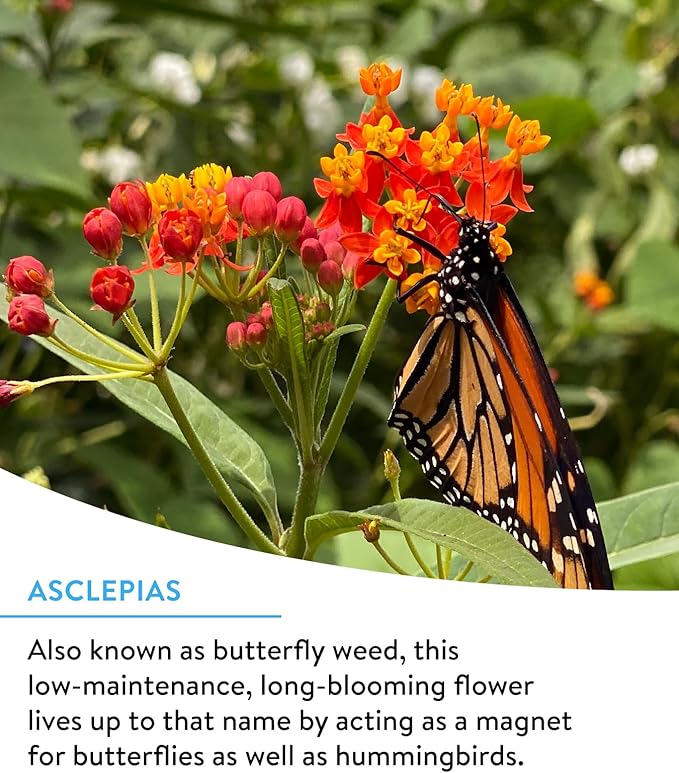 Burpee Wildflower 25,000 Bulk, 1 Bag 18 Varieties of Non-GMO Flower Seeds for Hummingbirds and Butterflies