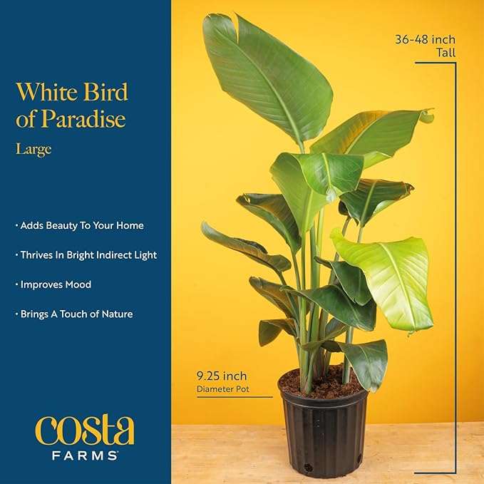 Costa Farms White Bird of Paradise, Strelitzia nicolai, Live Indoor Plant in Grower Plant Pot, Air-Purifying Tropical Houseplant, Housewarming Gift, Living Room, Office, and Home Decor, 3-4 Feet Tall