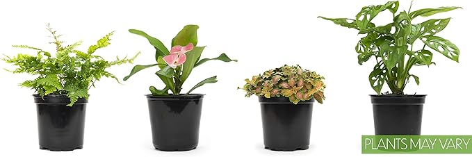 Altman Plants, Classic Houseplant Collection (4PK) Live Plants Indoor Plants Live Houseplants in Plant Pots, Easy House Plants Indoors Live, Snake Plant, Pothos in Potting Soil, Clean Air Plants