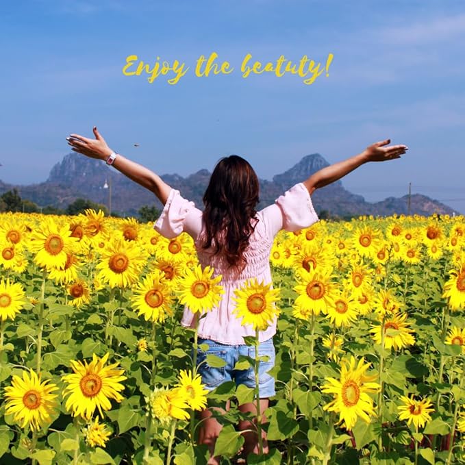 Sunflower Seeds for Planting to Plant Mammoth Sunflower Seeds Packet of About 100 Flower Seeds (Asteraceae Asterales Helianthus giganteus) !