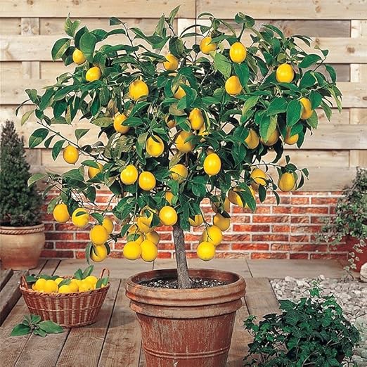 Premium Organic Kelp Concentrate for Citrus Trees - 8 oz - Amplify Citrus Fruit Size and Taste for a Satisfying Harvest