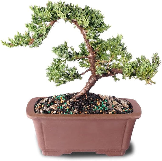 Brussel's Bonsai DT7079GMJ, Green Outdoor Bonsai Tree, Mound Juniper, MEDIUM