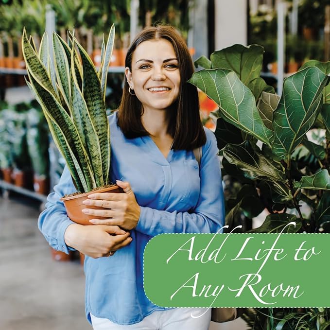 American Plant Exchange Live Sansevieria Trifasciata Laurentii Plant and Sansevieria Trifasciata Zeylanica Plant, Sansevieria Plant Bundle, Plant Pots for Home and Garden Decor, 10" Pot, Pack of 2