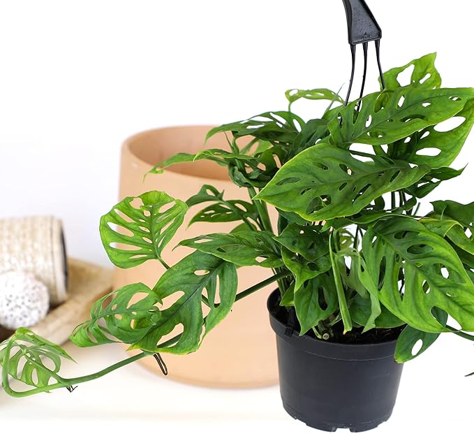 6" Swiss Cheese Plant Monstera Adansonii Live Plant Hanging Basket, Swiss Cheese Monstera Plant Live House Plants Indoors Live Plants Indoor Plants Live Houseplants Live Indoor by Plants for Pets