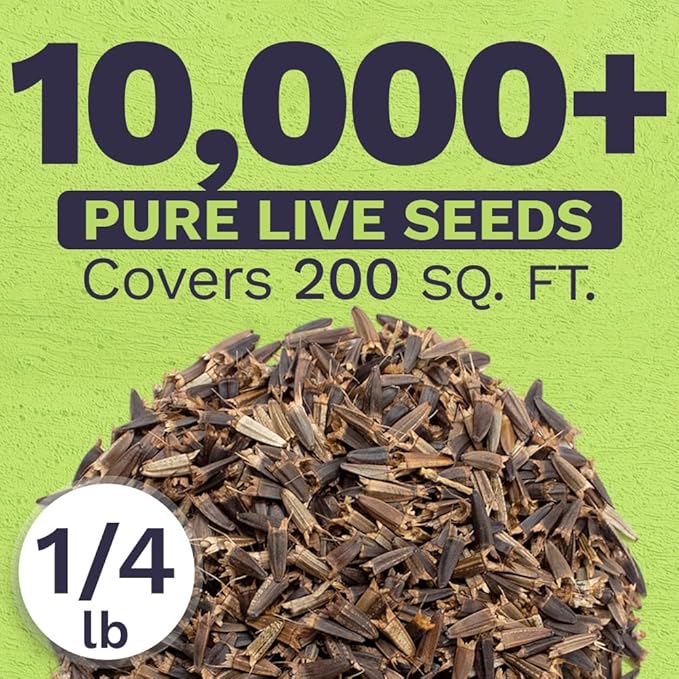 Mexican Sunflower Seeds – Bulk Quarter Pound Bag – Over 10,000 Open Pollinated Non-GMO Wildflower Seeds – Tithonia rotundifolia