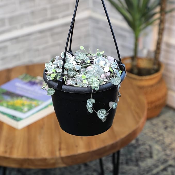 Variegated String of Hearts Hanging Basket, Ceropegia linearis Woodii, String of Hearts Plant Live Succulents Plants Live Houseplants, House Plants Indoors Live Indoor House Plants by Plants for Pets
