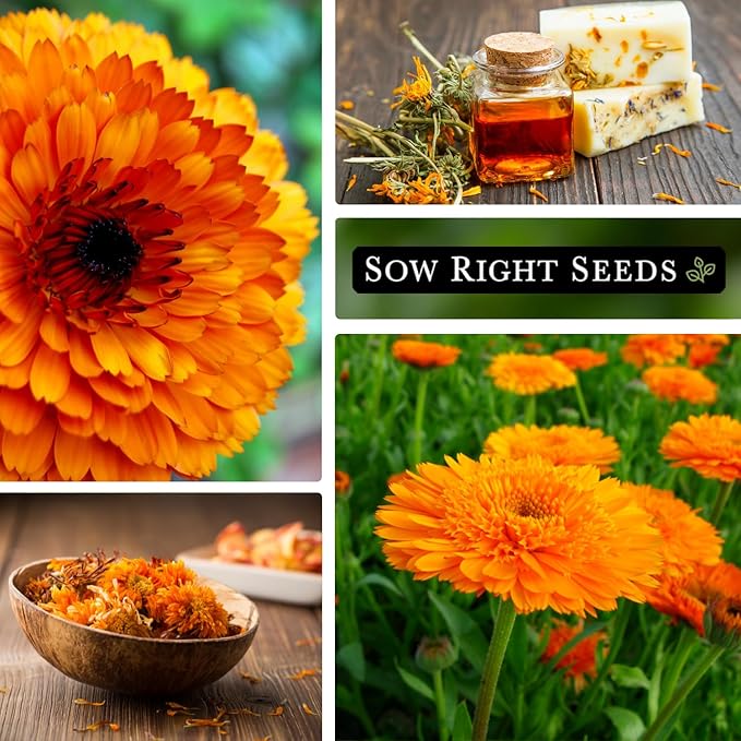 Sow Right Seeds - Ball’s Orange Calendula Seeds for Planting - Non-GMO Heirloom Packet with Instructions to Plant a Home Garden - Medicinal Orange Blooms That Pollinators Love - Grow Herbal Tea (1)