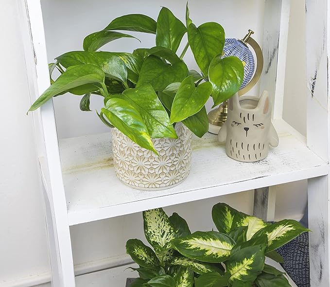Altman Plants Golden Pothos Plant Live House Plant Live Plants, Trailing Plants Live Houseplants, Golden Pothos Live Plant Houseplant, Live Pothos Devils Ivy Live Plant Vine Money Plant Indoor Plants