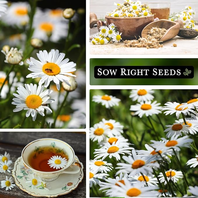 Sow Right Seeds - German Chamomile Seeds for Planting - Non-GMO Heirloom Packet with Instructions to Grow Herbal Tea - Medicinal & Aromatic Flower, Home Remedies - Small Daisy-Like Blooms (1)