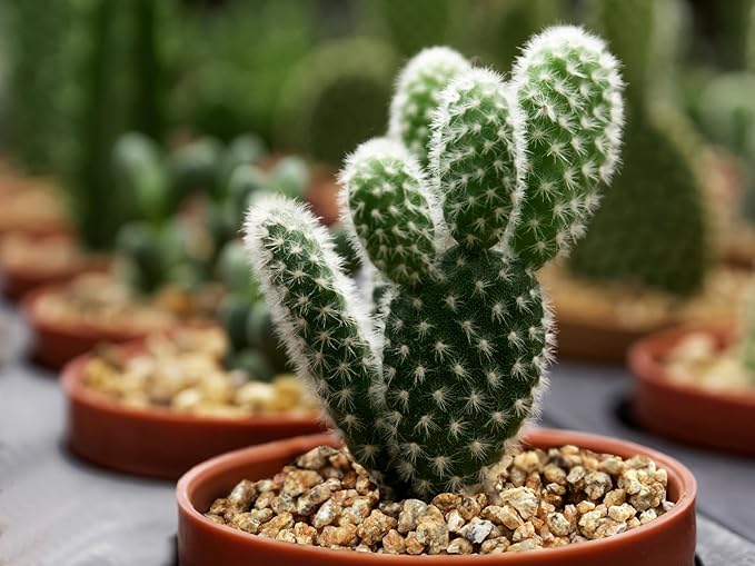 2.4lb Succulent and Cactus Maifanitum Stones, Décor & Additive Rocks,DIY Rocks Gravel for Bonsai, Fairy Gardening, Vases Fillers, Terrarium