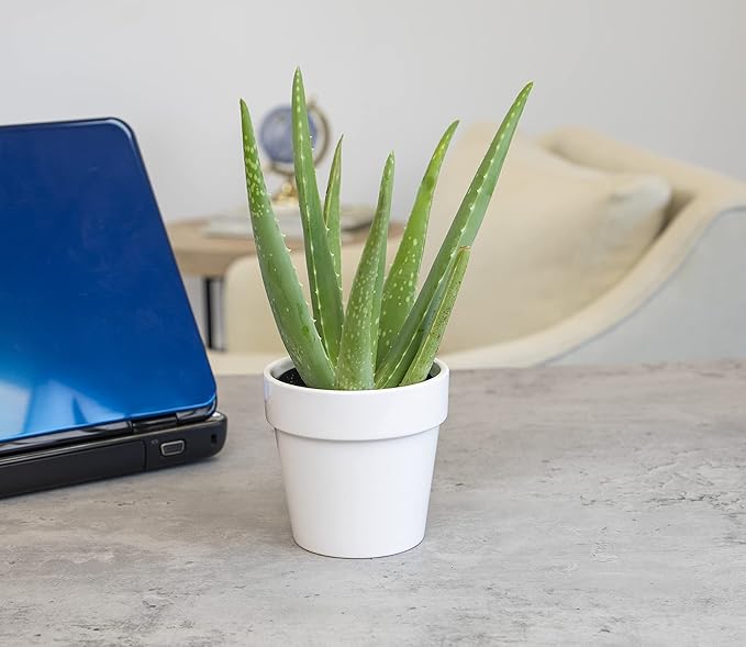Aloe Vera Plant Live Succulent Plants, Live Aloe Plant in White Planter, Live Aloe Vera Plant Succulents, Aloe Plants Live Indoor Plants, Live Aloe Vera Plant Indoor House Plants by Plants for Pets