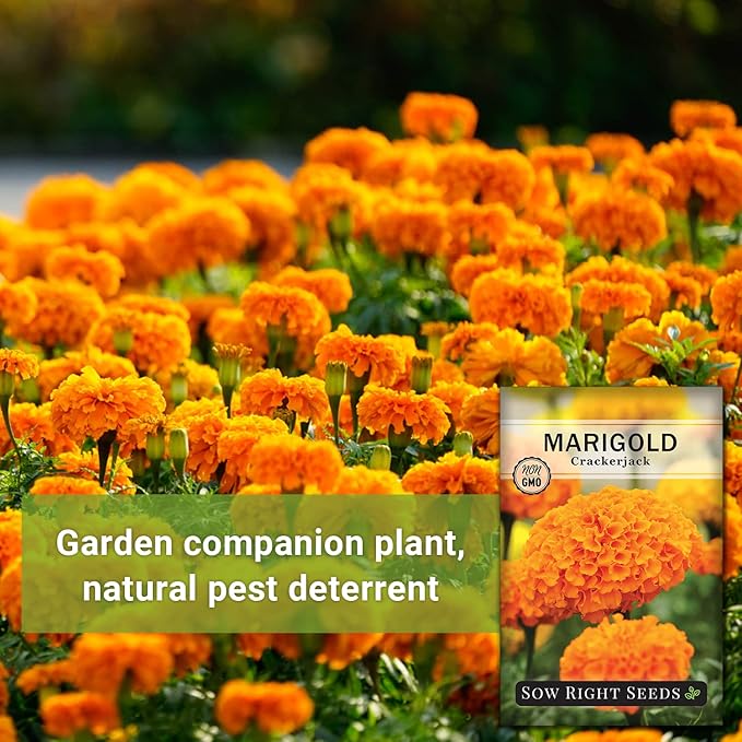 Sow Right Seeds Crackerjack African Marigold Seeds for Planting - Non-GMO Heirloom Seed Packet with Instructions - Companion Plant - Orange & Yellow Blooms Attract Pollinators, Deter Mosquitoes (2)