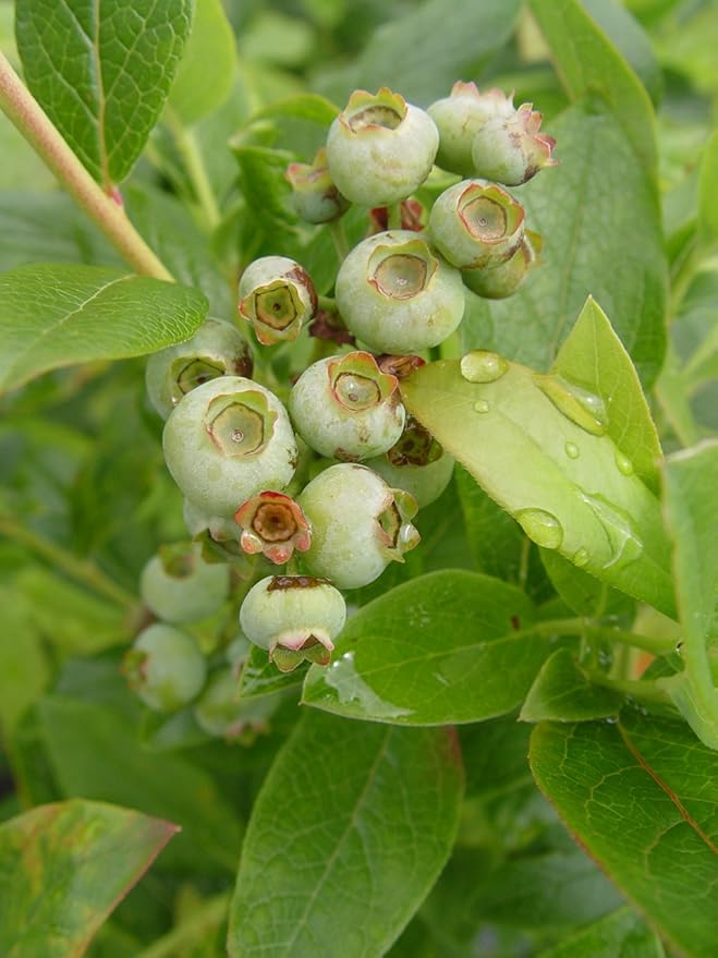 Vaccinium corymbosum 'Patriot' (HighBush Blueberry) Edible-Shrub, #2 - Size Container