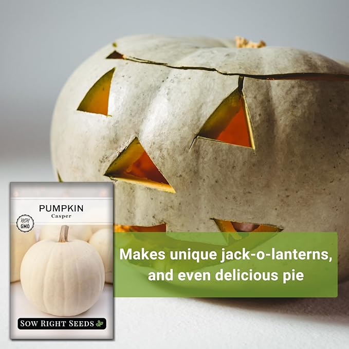Sow Right Seeds - Casper Pumpkin Seed for Planting - Non-GMO Heirloom Packet with Instructions to Plant a Home Vegetable Garden - Striking White Variety - Autumn Decor or Unique Jack o Lanterns (2)