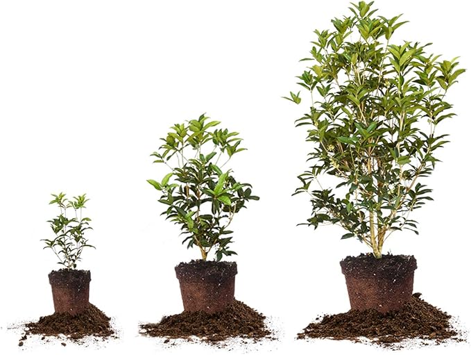 PERFECT PLANTS Tea Olive Live Plant, 3 Gallon, Green