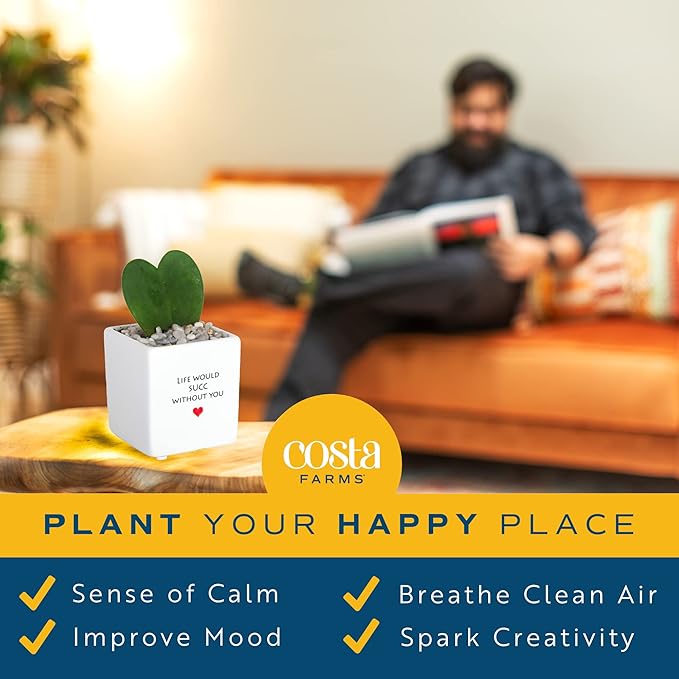 Costa Farms Live Indoor Plant Hoya Heart, Easy to Grow Succulent-Like Houseplant in Cute Decor Planter, Housewarming Gift, Office or Room Decor, 5-Inches Tall