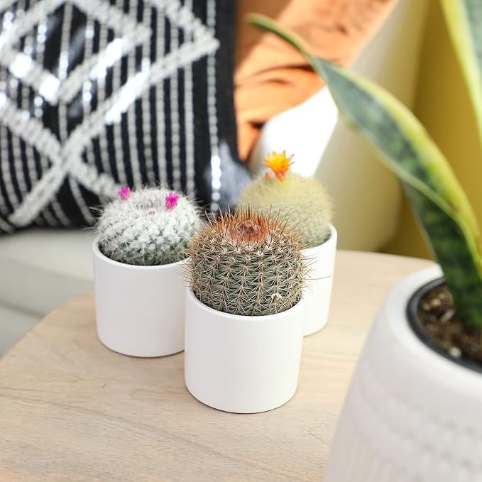Altman Plants, Assorted Cactus Plants Live Plants (4 Pack), Live Cactus Plant Live Succulents Plants Live Houseplants, Cacti Live Indoor Plants Succulent Plants House Plants in Cactus Soil Potting Mix