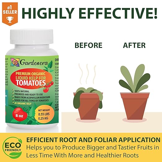 Premium Organic Kelp Concentrate for Tomato Plants - 8 oz - Amplify Tomato Size and Taste for a Satisfying Harvest