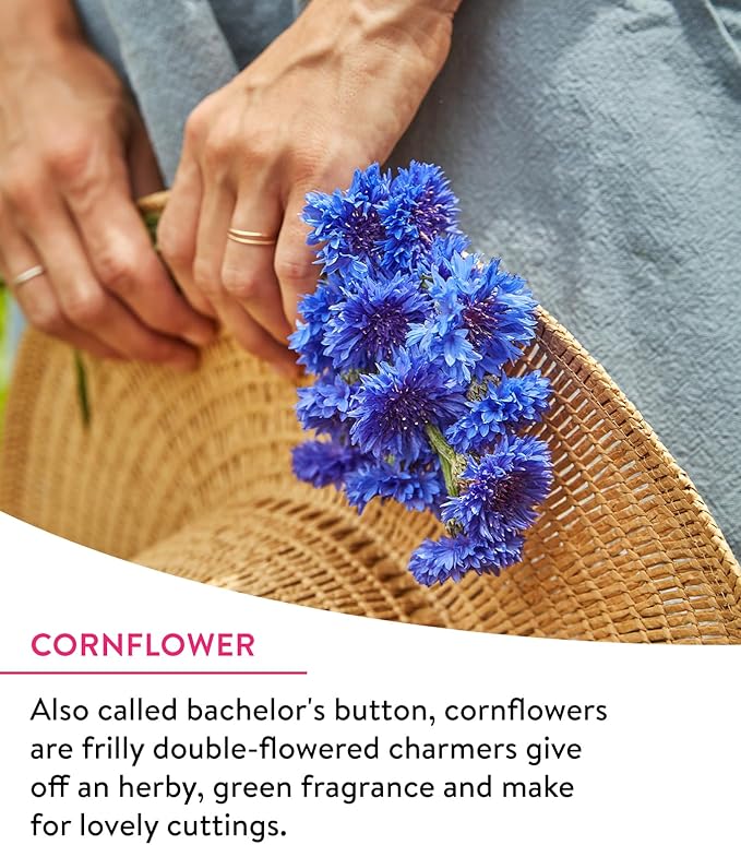 Burpee Wildflower Mix Monarch Sanctuary Seeds | 25,000 Non-GMO Seeds, 3 Types of Butterfly Weed Plus Cornflower, Lupine, Echinacea, and More | Pollinator Garden Attracts Monarch Butterflies