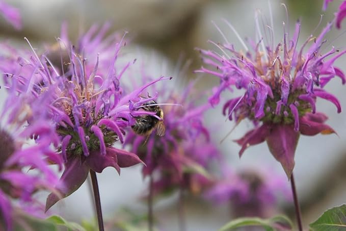 TKE Farms & Gardens - Wild Bergamot Bee Balm Seeds, 1000+ Heirloom Non-GMO Perennial Herb Seeds for Indoor/Outdoor Gardens, Attracts Butterflies & Pollinators, Monarda fistulosa