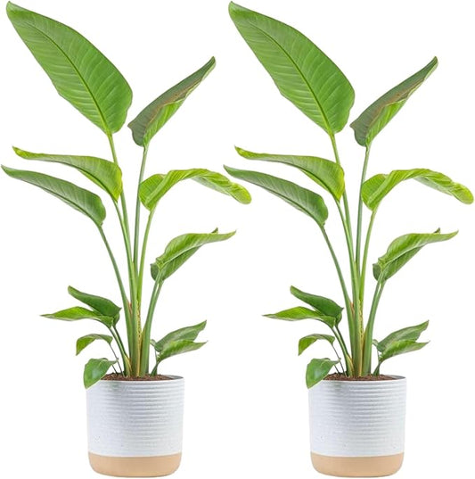 Costa Farms White Bird of Paradise Plant (2-Pack), Live Indoor Plants Houseplants in Indoors Planter Pots, Soil, Housewarming Gift, Living Room, Office, and Home Decor, 3-4 Feet Tall