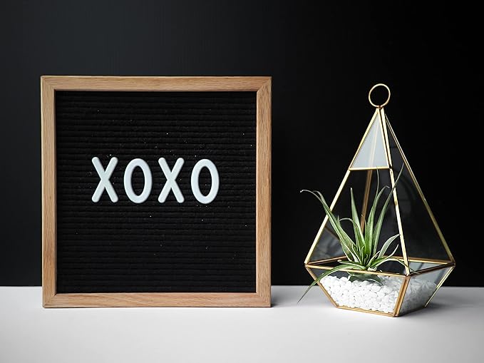 Shop Succulents | Assorted Collection | Variety of Species, Tropical House Plant for Home Décor, DIY Terrariums, 6-Pack