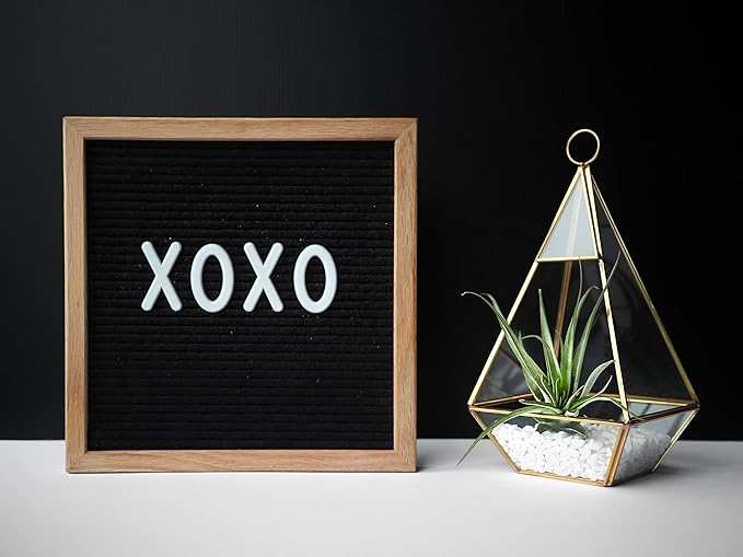 Shop Succulents Hand Selected Variety of Tillandsia Ionantha, Tropical Houseplants for Home Décor and DIY Terrariums Live Air Plants, 4-Pack